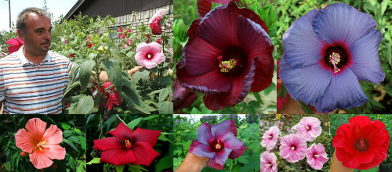 Creating New Flower Colors in Winter-hardy Hibiscus (H. ×moscheutos)