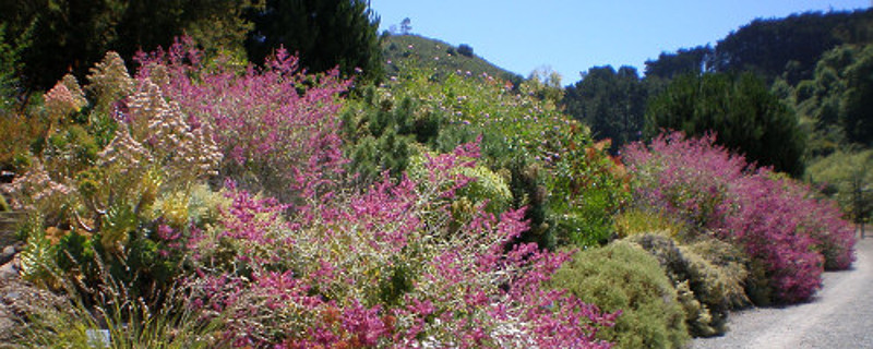 UC Botanical Garden at Berkeley: Local Jewel, International Resource