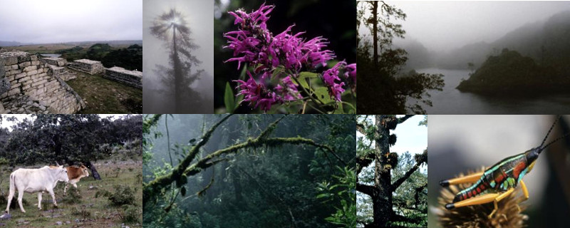 The Mexican Cloud Forests of Oxaca & Chiapas