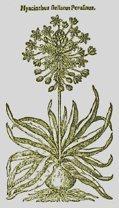 Hyacinthus-stellatus-Peruanus