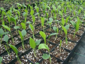 Danae-seedlings